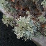 Artemisia arborescens Levél