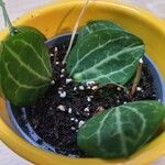 Dischidia ovata Leaf
