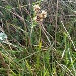 Carex arenaria Blomst