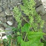 Chenopodium hybridum 花