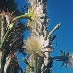 Cereus jamacaru Φύλλο