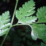 Pteris repens Liść