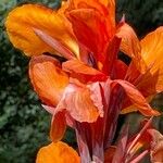 Canna × hybrida Květ