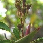 Trochodendron aralioides Blüte
