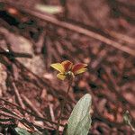 Viola purpurea Hábito