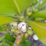 Scaevola taccada Fruit