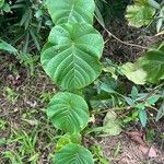 Decalobanthus peltatus Leaf