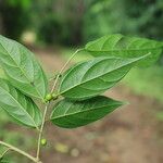 Sparrea gomphophylla Blatt