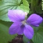 Viola × melissifolia Flower