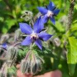 Borago officinalisЦвят