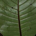 Psychotria densinervia Leaf