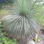 Xanthorrhoea resinosa Leaf