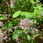 Ceanothus americanus Fulla