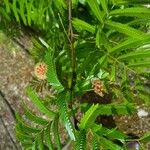 Cojoba arborea Flower