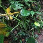 Philodendron lingulatum 葉