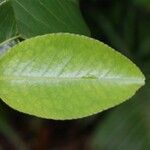 Aphloia theiformis Leaf