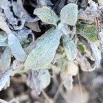 Helichrysum leucocephalum पत्ता