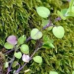 Cerastium semidecandrum Hoja