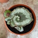 Begonia rexLeaf