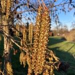 Alnus glutinosa Blodyn