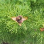 Paeonia tenuifolia Blatt