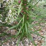 Liatris pycnostachya Leaf