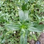 Veronica anagallis-aquatica Leaf