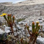 Hypericum mexicanum Habit