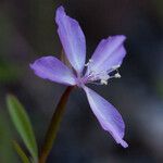 Clarkia modesta Квітка