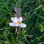 Crocus biflorus Virág