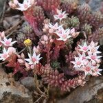 Sedum hispanicum फूल