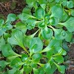 Aichryson pachycaulonഇല