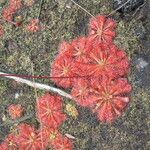 Drosera spatulata Fuelha