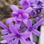 Petrea volubilisKvet