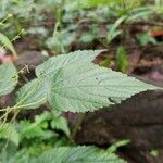 Acalypha paniculata Feuille