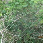 Acacia ataxacantha Habitatea