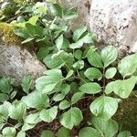 Paeonia mascula ഇല