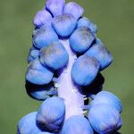 Muscari botryoides Flor