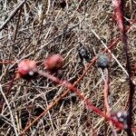 Rosa virginiana Fruto