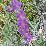 Lavandula angustifoliaBlodyn