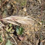 Bromus lanceolatus Blomst