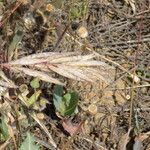 Bromus lanceolatus Virág