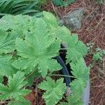 Pelargonium hispidum Leaf