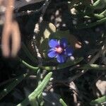 Lysimachia foemina Flower