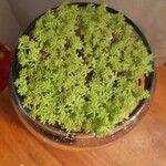 Sedum japonicumLehti