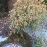 Juniperus × pfitzeriana Hàbitat