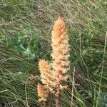 Orobanche amethystea Fleur