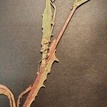 Crepis pulchra Foglia
