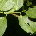 Celtis iguanaea Ліст