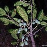 Elaeocarpus bullatus 果
